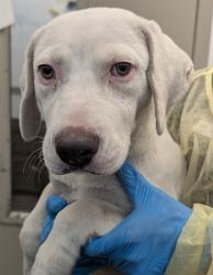 Shelter Stray Female Dog last seen , 4000 N Silverbell Rd, Tucson, AZ 85745, USA