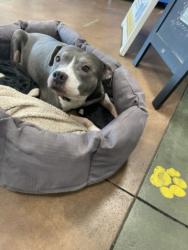 Shelter Stray Female Dog last seen , 14409 Vanowen St, Van Nuys, CA 91405, USA