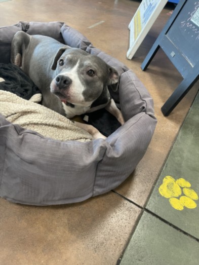 Shelter Stray Female Dog last seen , 14409 Vanowen St, Van Nuys, CA 91405, USA