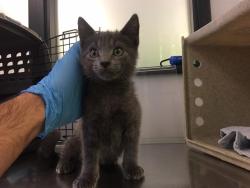 Shelter Stray Male Cat last seen Near BLOCK 33RD AVE S, SEATAC WA 98188 5113, 21615 64th Ave S, Kent, WA 98032, USA