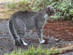 Found/Stray Female Cat last seen MBH Everson Goshen Bellingham, Whatcom County, WA 98226