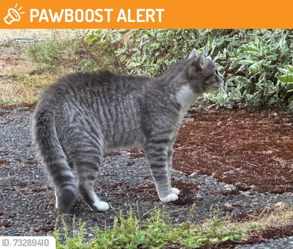 Found/Stray Female Cat last seen MBH Everson Goshen Bellingham, Whatcom County, WA 98226