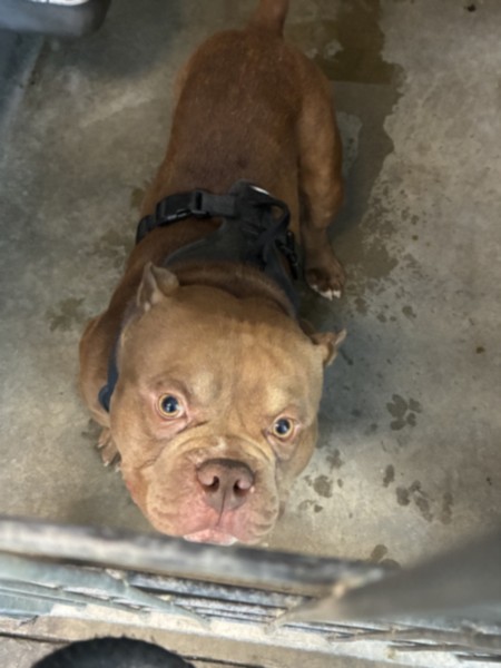 Shelter Stray Male Dog last seen , 11361 W Pico Blvd, Los Angeles, CA 90064, USA