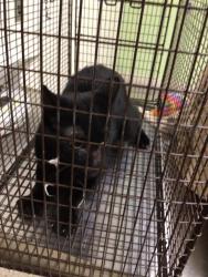 Shelter Stray Female Cat last seen 78TH AVE AND MONACO ST, 12155 Park Blvd, Brighton, CO 80601, USA