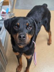 Shelter Stray Male Dog last seen ST PETERS, 4850 Mid Rivers Mall Dr, St Peters, MO 63376, USA