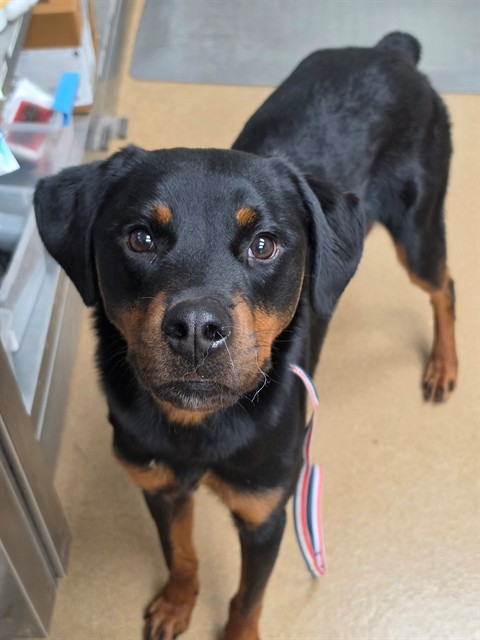 Shelter Stray Male Dog last seen ST PETERS, 4850 Mid Rivers Mall Dr, St Peters, MO 63376, USA