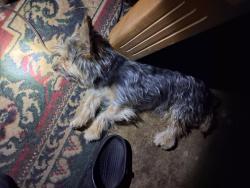 Found/Stray Male Dog last seen Riverdale park, Modesto, CA 95358