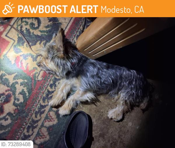 Found/Stray Male Dog last seen Riverdale park, Modesto, CA 95358