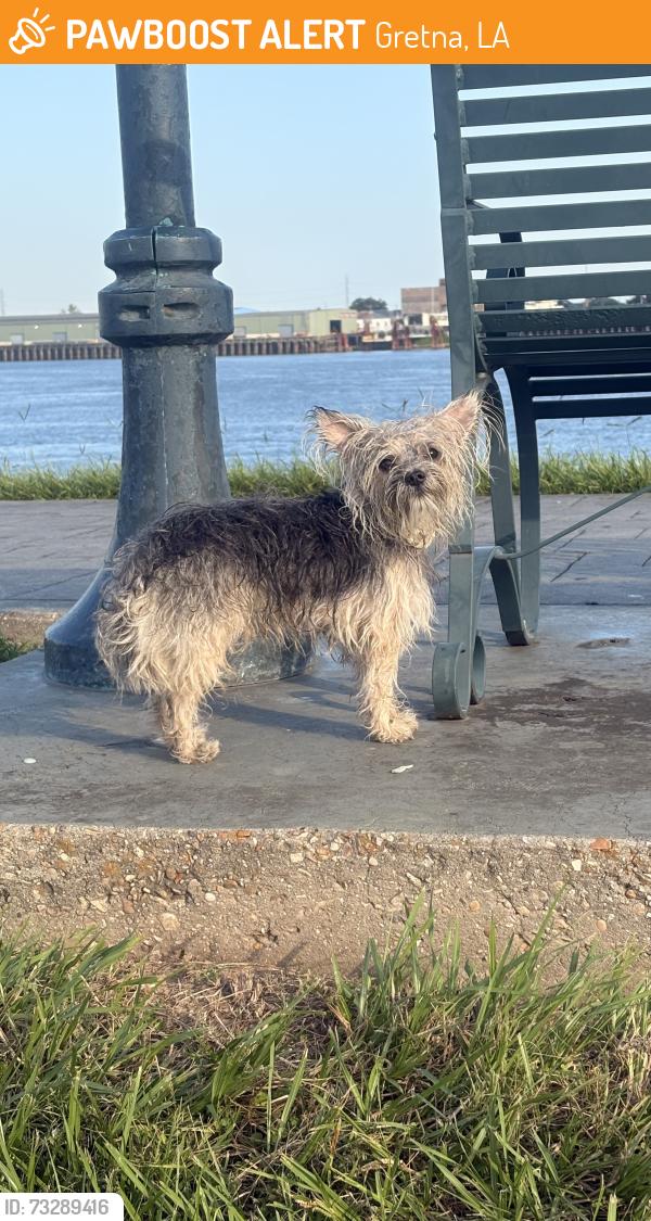 Found/Stray Unknown Dog last seen Huey P. Long Avenue/Gretna Levee/Courthouse/Rivershack Tavern, Gretna, LA 70053