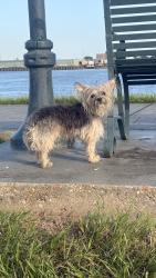 Found/Stray Unknown Dog last seen Huey P. Long Avenue/Gretna Levee/Courthouse/Rivershack Tavern, Gretna, LA 70053