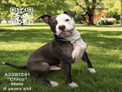 Shelter Stray Male Dog last seen , 3201 Lacy St, Los Angeles, CA 90031, USA