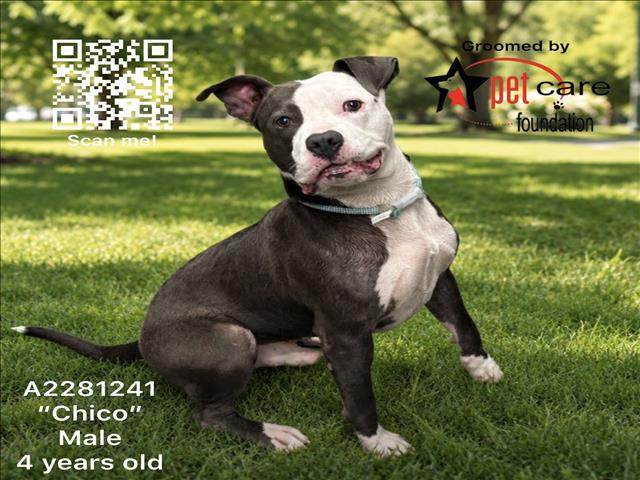 Shelter Stray Male Dog last seen , 3201 Lacy St, Los Angeles, CA 90031, USA