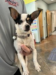 Shelter Stray Male Dog last seen SOUTH HAY HOLLOW RD, 31078 LA-36, Lacombe, LA 70445, USA