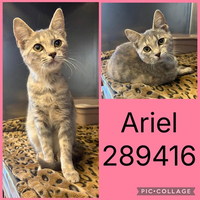 Shelter Stray Female Cat last seen GLENDALE AVE, 4214 Fulton Mill Rd, Macon, GA 31216, USA