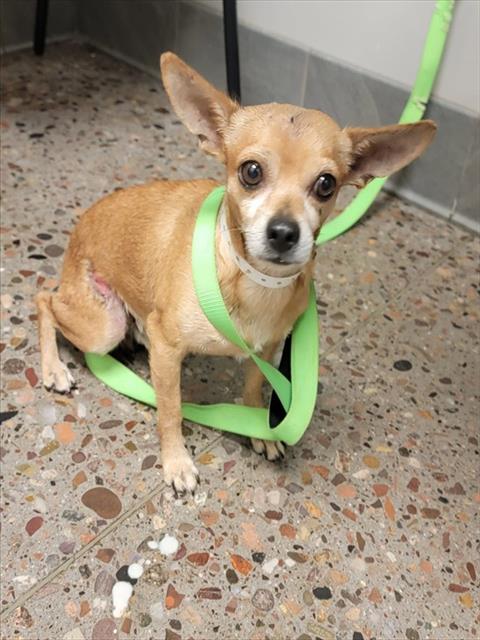 Shelter Stray Male Dog last seen Near BLOCK N 13TH AVE, 5501 E Van Buren St, Phoenix, AZ 85008, USA
