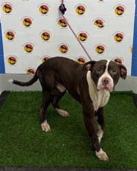 Shelter Stray Male Dog last seen CALDWELL LN & SUNCOAST TRL, 19640 Dogpatch Ln, Land O' Lakes, FL 34638, USA
