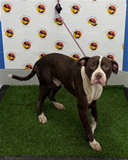 Shelter Stray Male Dog last seen CALDWELL LN & SUNCOAST TRL, 19640 Dogpatch Ln, Land O' Lakes, FL 34638, USA
