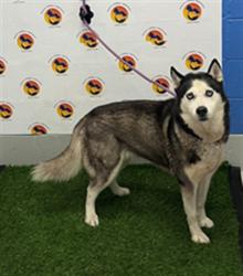 Shelter Stray Female Dog last seen SYLVIA AND CLINTON RD, 19640 Dogpatch Ln, Land O' Lakes, FL 34638, USA