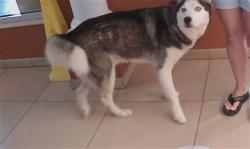 Shelter Stray Male Dog last seen KNOTTY PINE DR/MOON LAKE RD, 19640 Dogpatch Ln, Land O' Lakes, FL 34638, USA