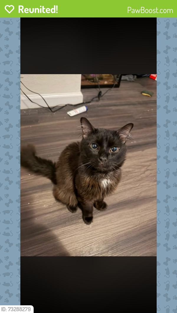 Reunited Male Cat last seen West 39th st, Jacksonville, FL 32209