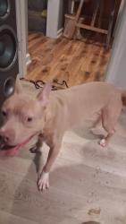Found/Stray Male Dog last seen 76th and goodhope, Milwaukee, WI 53225