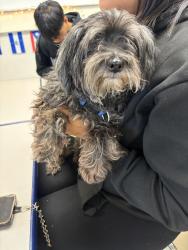 Found/Stray Male Dog last seen Grand Ave & marysville, Sacramento, CA 95838