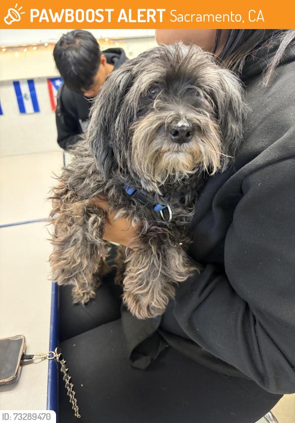 Found/Stray Male Dog last seen Grand Ave & marysville, Sacramento, CA 95838