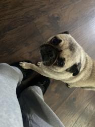 Lost Female Dog last seen Abraham Lincoln Elementary, Colton, CA 92324