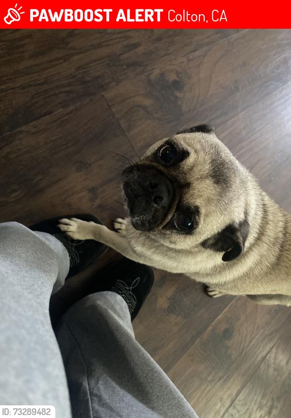 Lost Female Dog last seen Abraham Lincoln Elementary, Colton, CA 92324