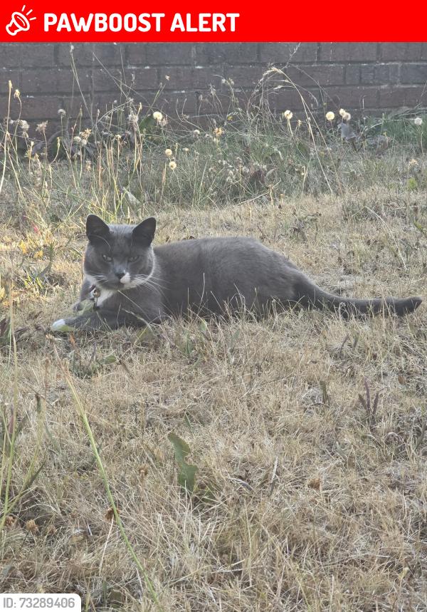 Lost Female Cat last seen Nea home, South Yorkshire, England S9 4EG