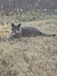 Lost Female Cat last seen Nea home, South Yorkshire, England S9 4EG