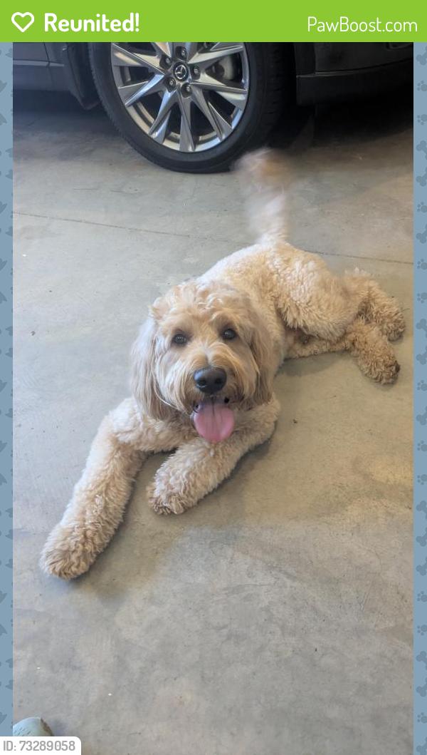 Reunited Male Dog last seen Trail on Southside of Sanctuary Point neighborhood, Monument, CO 80132