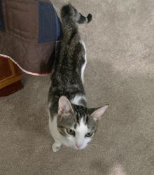 Lost Female Cat last seen Dorado Drive and Dorado court, High Point, NC 27265
