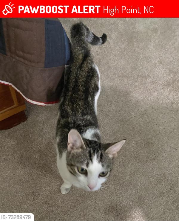 Lost Female Cat last seen Dorado Drive and Dorado court, High Point, NC 27265