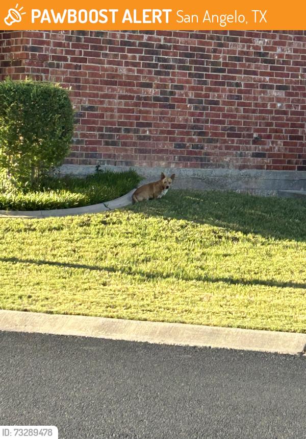 Found/Stray Unknown Dog last seen Village East Retirement Community, San Angelo, TX 76904