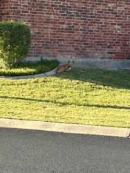 Found/Stray Unknown Dog last seen Village East Retirement Community, San Angelo, TX 76904