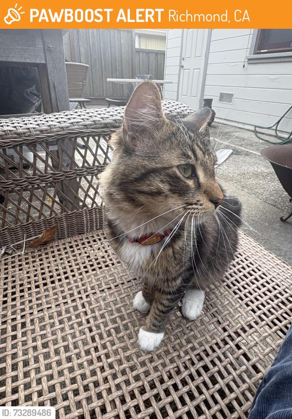 Found/Stray Unknown Cat last seen Near Columbia ave, Richmond, CA 94804