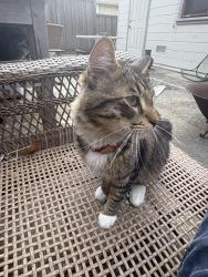 Found/Stray Unknown Cat last seen Near Columbia ave, Richmond, CA 94804