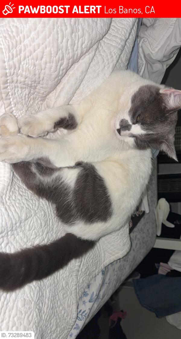 Lost Female Cat last seen Gilbert Gonzalez Jr Dr, Los Banos, CA 93635