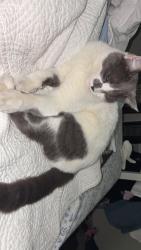 Lost Female Cat last seen Gilbert Gonzalez Jr Dr, Los Banos, CA 93635