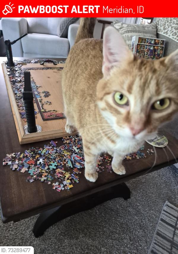 Lost Female Cat last seen Moon Lake Dr between 10 Mile and Blackcat, Meridian, ID 83646