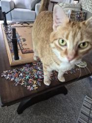 Lost Female Cat last seen Moon Lake Dr between 10 Mile and Blackcat, Meridian, ID 83646