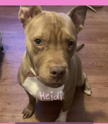 Lost Female Dog last seen A park somewhere in north, Apex, NC 27523
