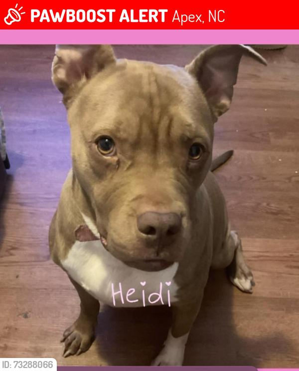 Lost Female Dog last seen A park somewhere in north, Apex, NC 27523