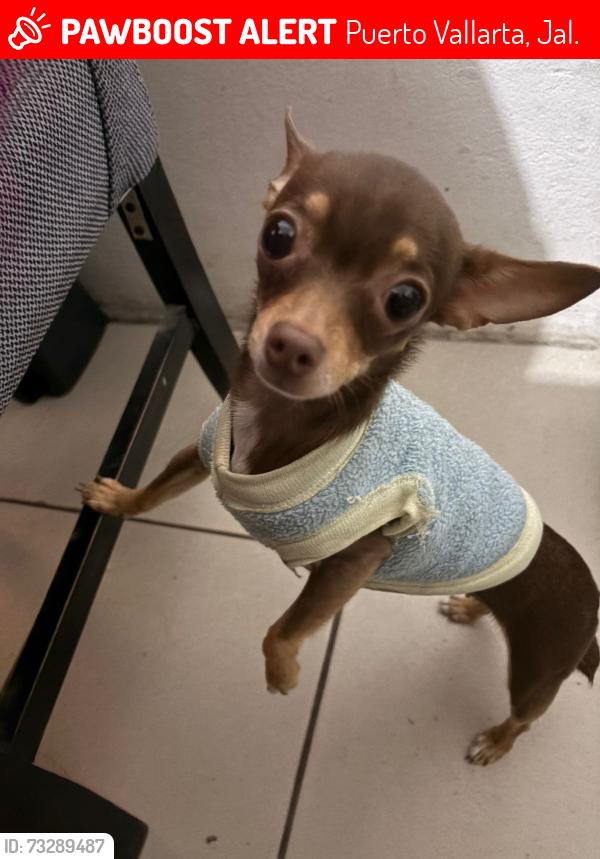 Lost Female Dog last seen entre calles abeto y laurel, Puerto Vallarta, Jal. 48325