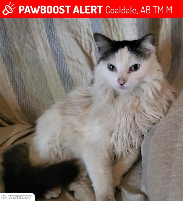 Lost Female Cat last seen sports plex, Coaldale, AB T1M 1M9