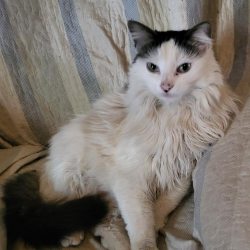 Lost Female Cat last seen sports plex, Coaldale, AB T1M 1M9