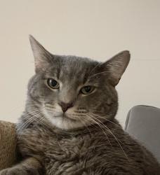 Lost Male Cat last seen 171st street, Tinley Park, IL 60477