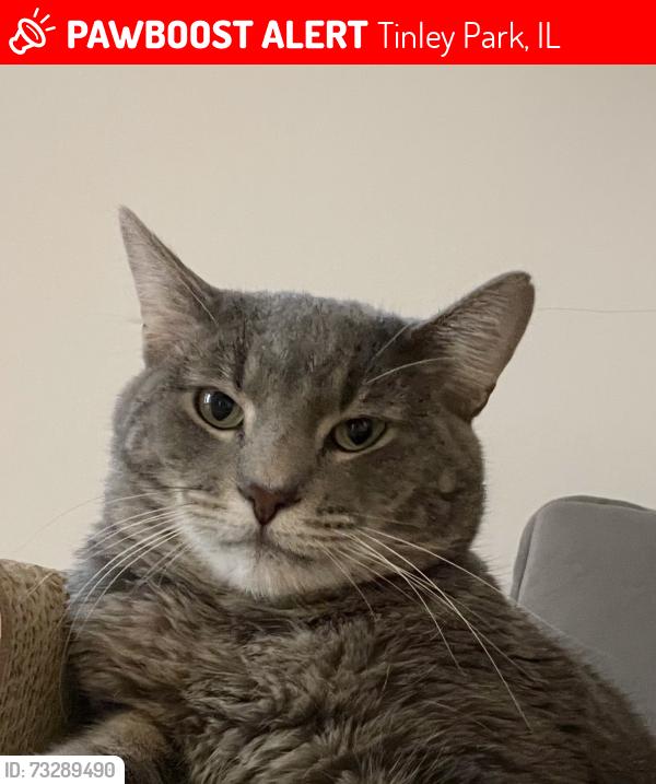 Lost Male Cat last seen 171st street, Tinley Park, IL 60477