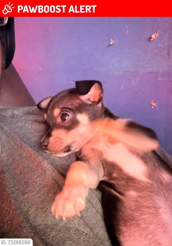 Lost Female Dog last seen Beach part where u cant park on sand, South Padre Island, TX 78597